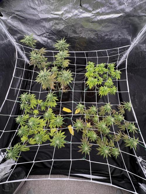 4 indoor girls. Week 10