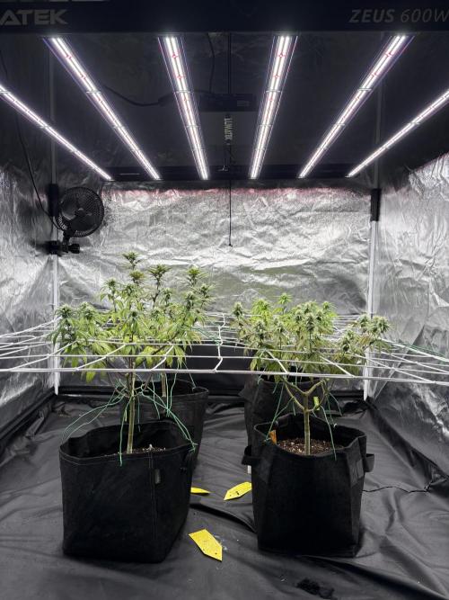4 indoor girls. Week 10