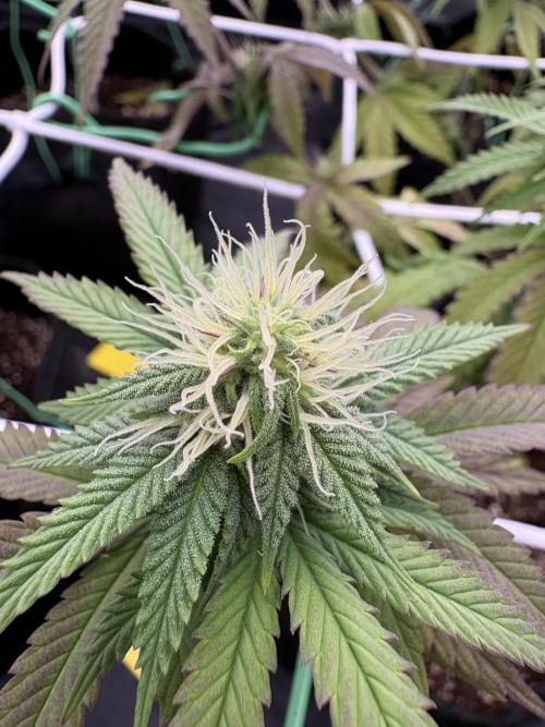 4 indoor girls. Week 10 - Cakes & Cream 