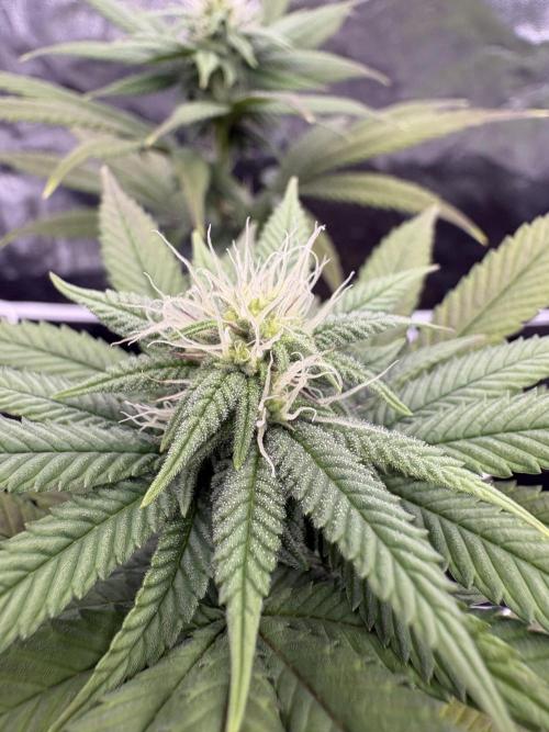 4 indoor girls. Week 10 - Coco fresh 