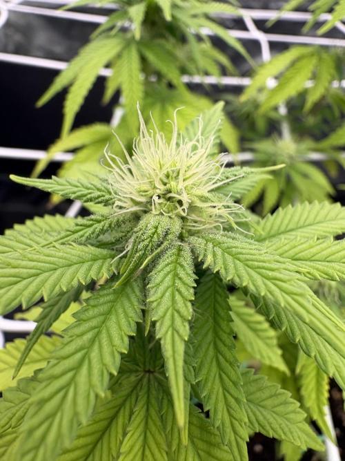 4 indoor girls. Week 10 - Guava gummi