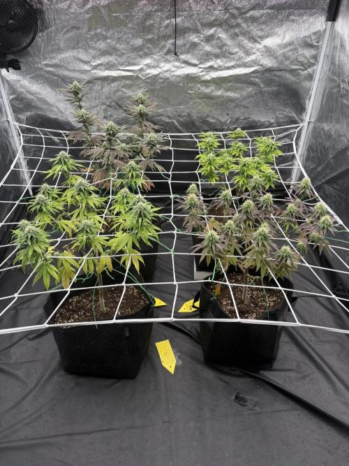 4 indoor girls. Week 11