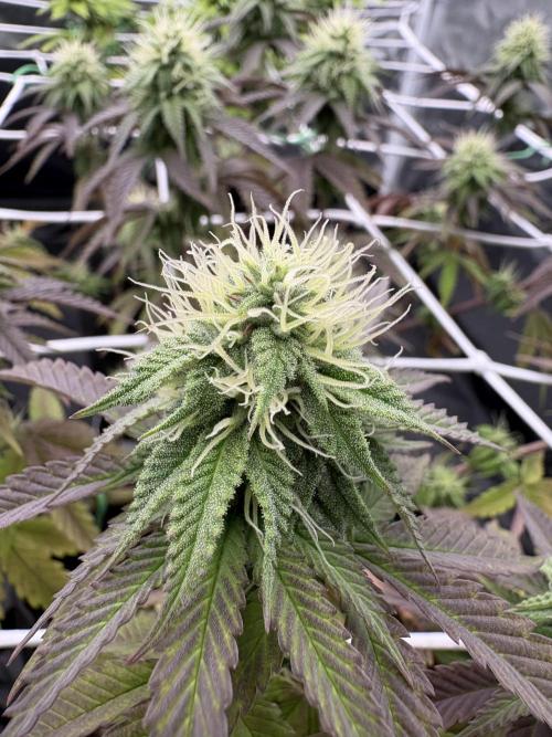 4 indoor girls. Week 11 - Cakes n cream 