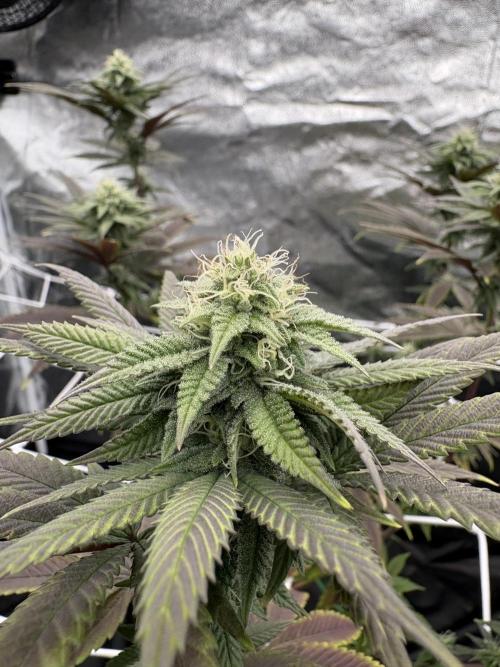 4 indoor girls. Week 11 - Coco fresh
