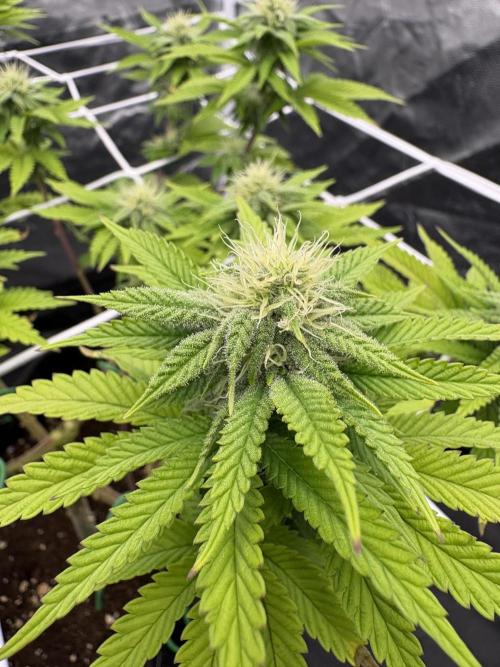 4 indoor girls. Week 11 - Guava gummi - freebie