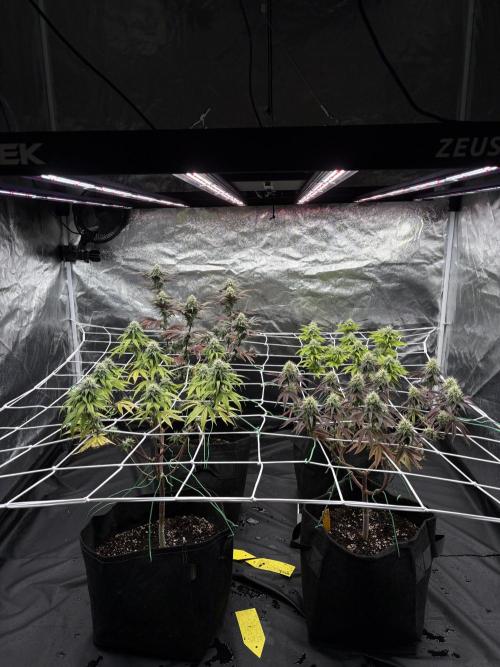 4 indoor girls. Week 12
