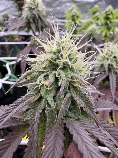 4 indoor girls. Week 12