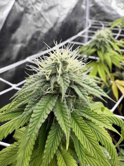 4 indoor girls. Week 12