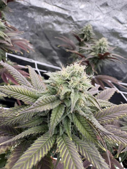 4 indoor girls. Week 12