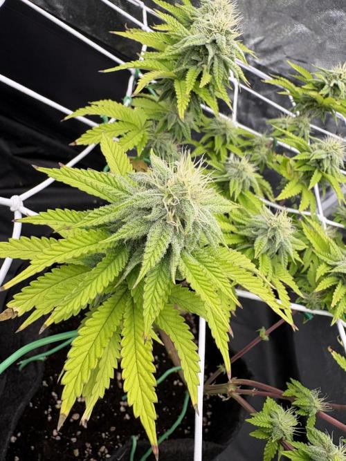 4 indoor girls. Week 12