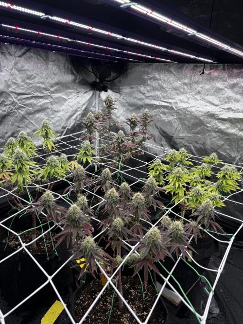4 indoor girls. Week 13