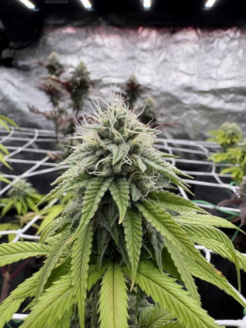 4 indoor girls. Week 13