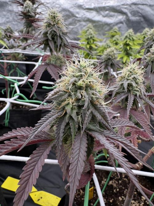 4 indoor girls. Week 13