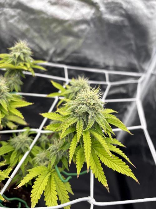 4 indoor girls. Week 13