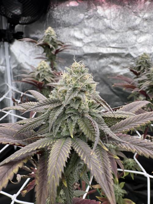 4 indoor girls. Week 13