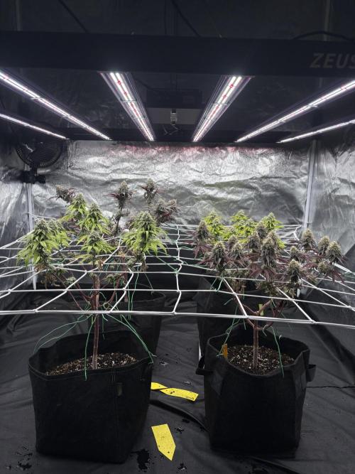 4 indoor girls. Week 14