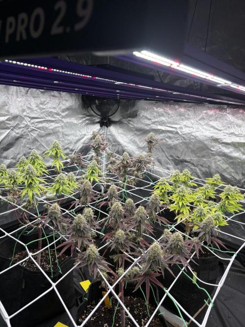 4 indoor girls. Week 14