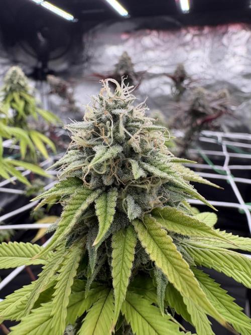 4 indoor girls. Week 14
