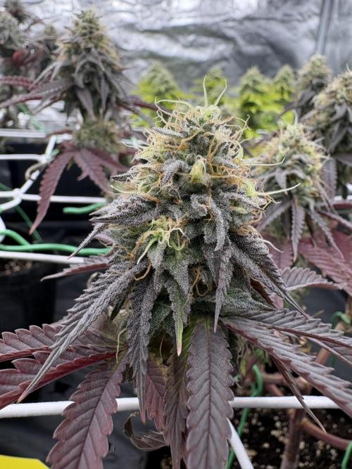 4 indoor girls. Week 14