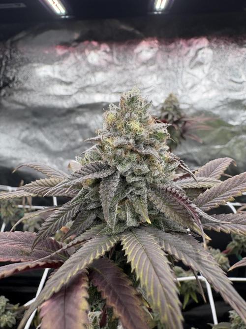 4 indoor girls. Week 14