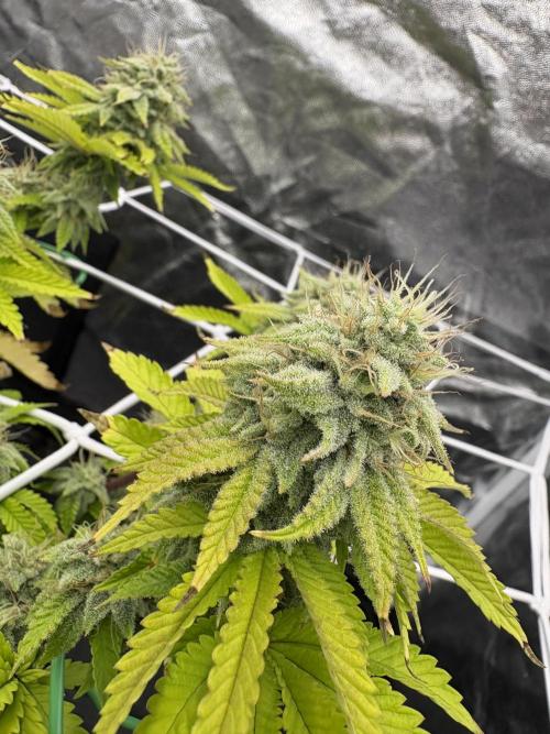 4 indoor girls. Week 14