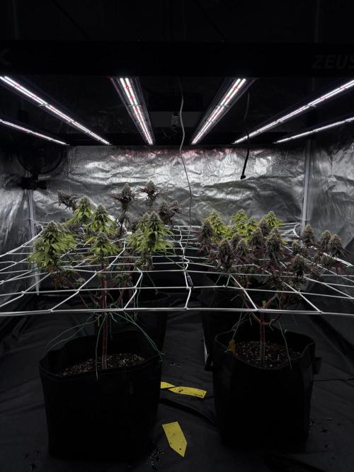 4 indoor girls. Week 15