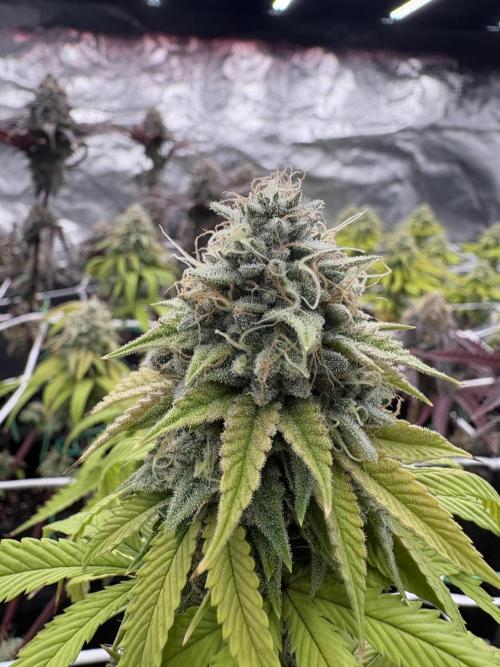4 indoor girls. Week 15