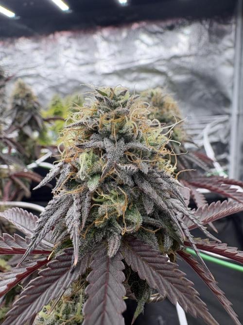 4 indoor girls. Week 15