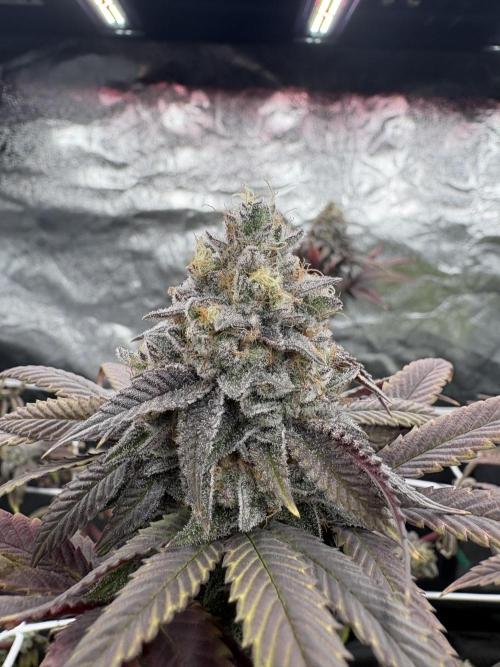 4 indoor girls. Week 15