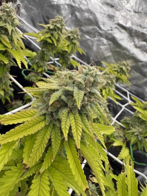 4 indoor girls. Week 15