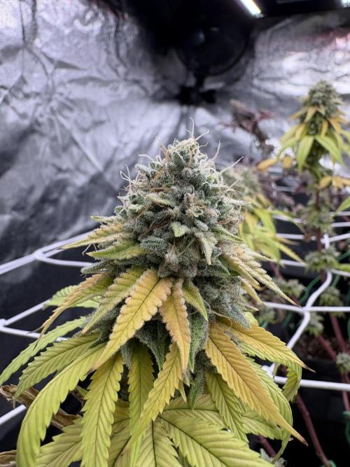 4 indoor girls. Week 16
