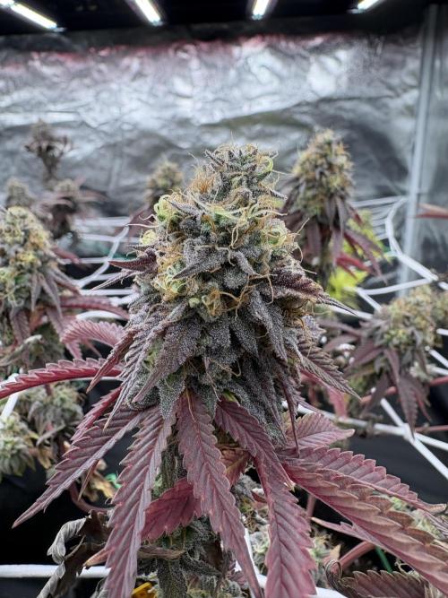 4 indoor girls. Week 16