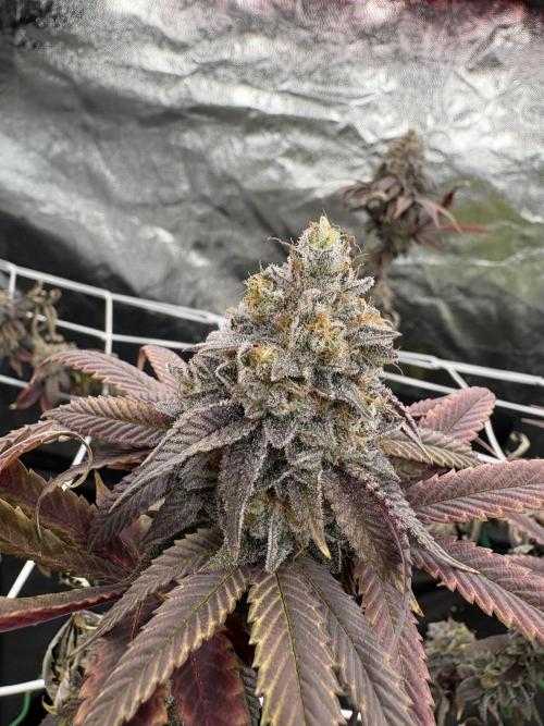 4 indoor girls. Week 16