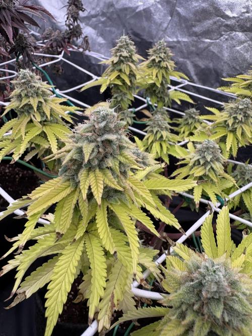4 indoor girls. Week 16
