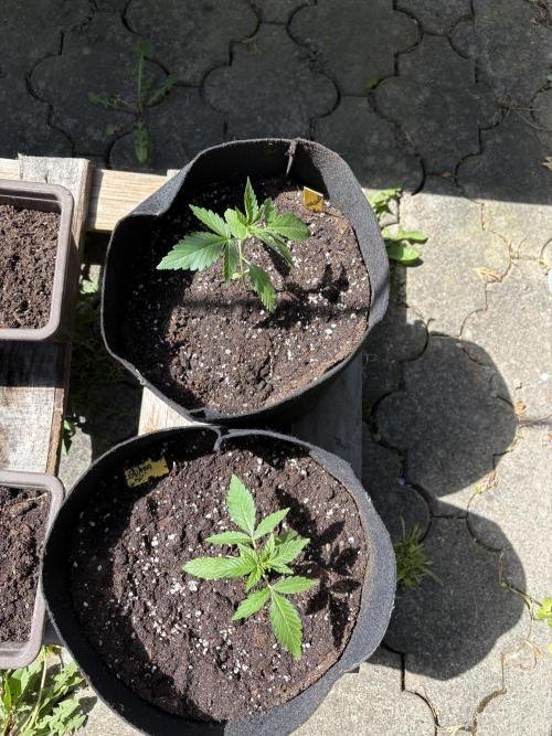 Outdoor Auto Fastbuds. Week 2