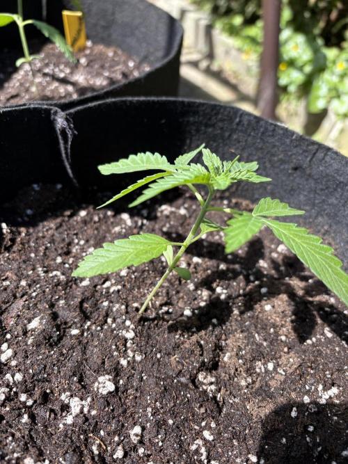 Outdoor Auto Fastbuds. Week 2