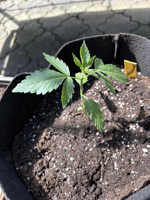 Outdoor Auto Fastbuds. Week 2
