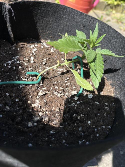 Outdoor Auto Fastbuds. Week 3