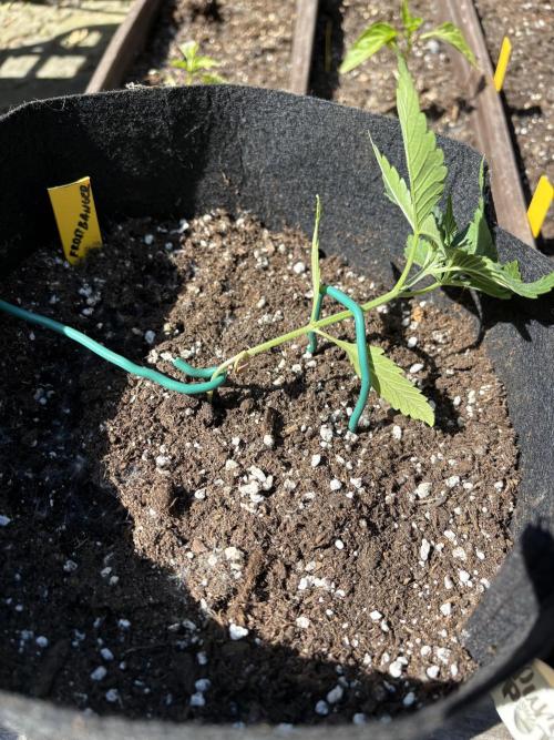 Outdoor Auto Fastbuds. Week 3