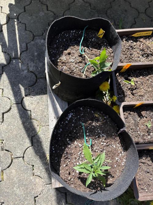 Outdoor Auto Fastbuds. Week 3