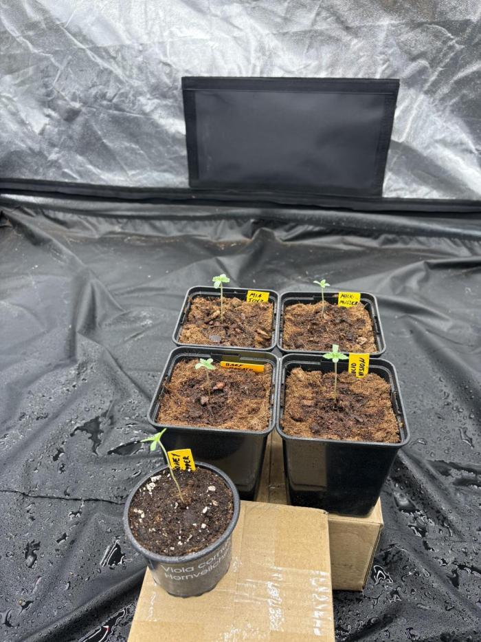 Solfire X Blackfarm X Exotic X GHS. Week 0