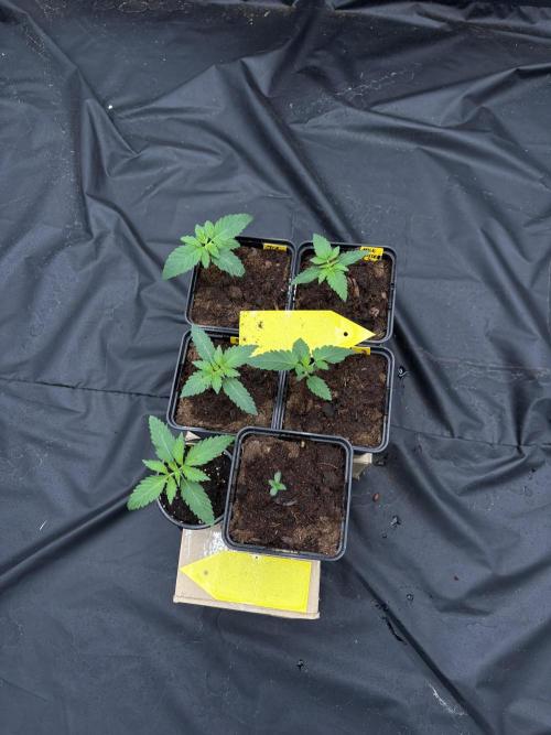 Solfire X Blackfarm X Exotic X GHS. Week 1