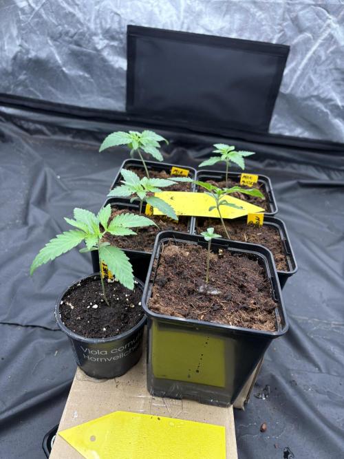 Solfire X Blackfarm X Exotic X GHS. Week 1