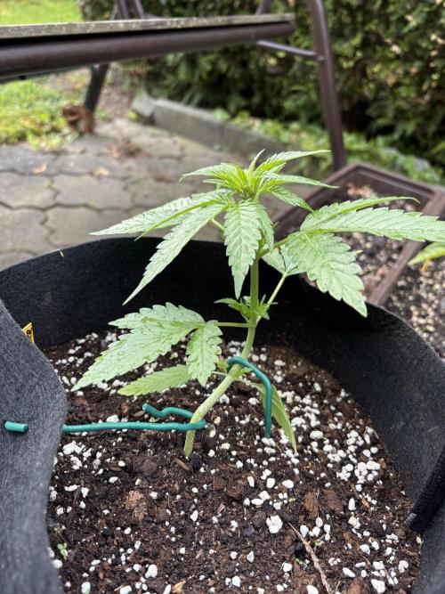 Outdoor Auto Fastbuds. Week 4