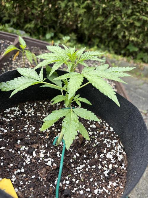Outdoor Auto Fastbuds. Week 4