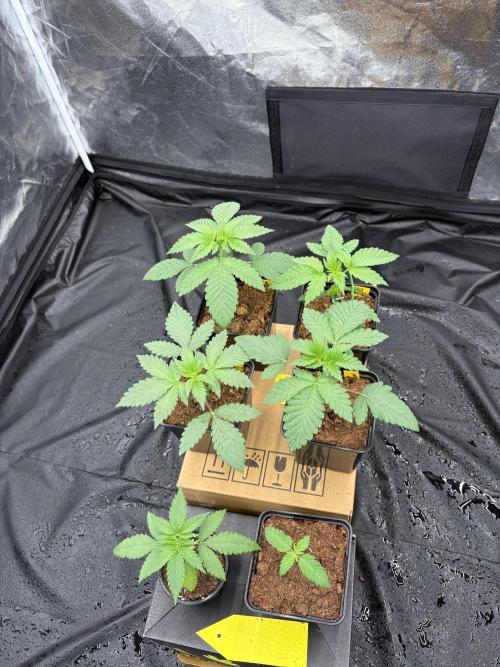 Solfire X Blackfarm X Exotic X GHS. Week 2