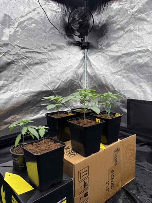 Solfire X Blackfarm X Exotic X GHS. Week 2