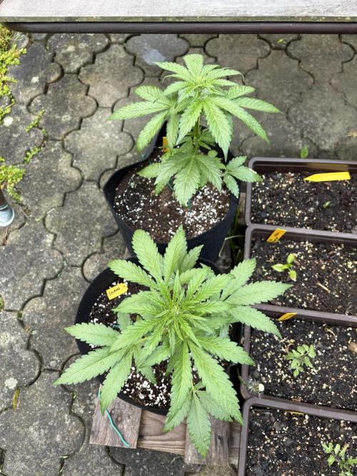 Outdoor Auto Fastbuds. Week 5