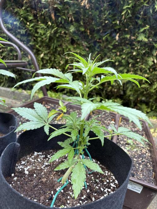 Outdoor Auto Fastbuds. Week 5