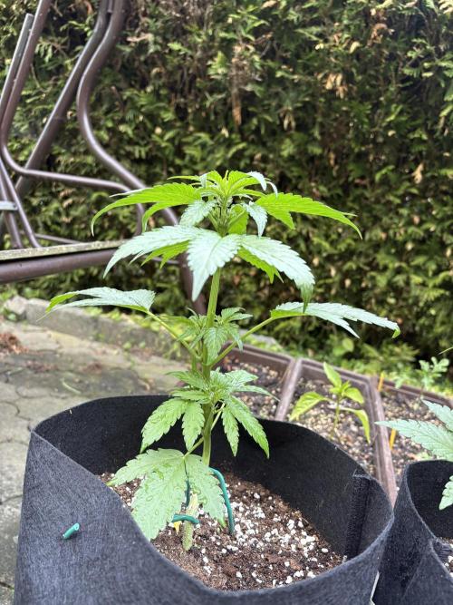 Outdoor Auto Fastbuds. Week 5